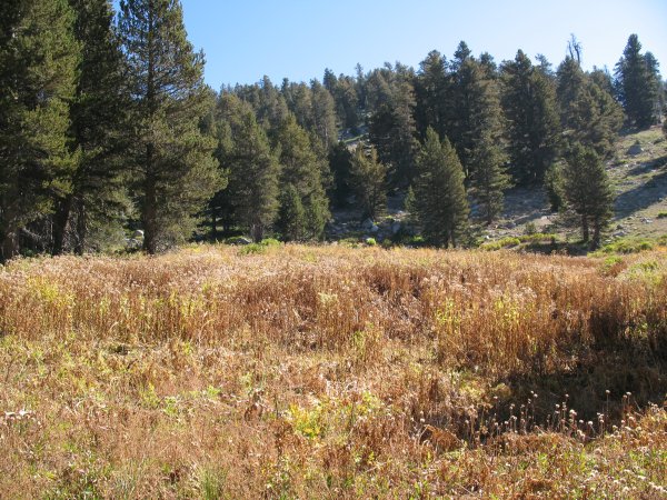 Pattee Meadow