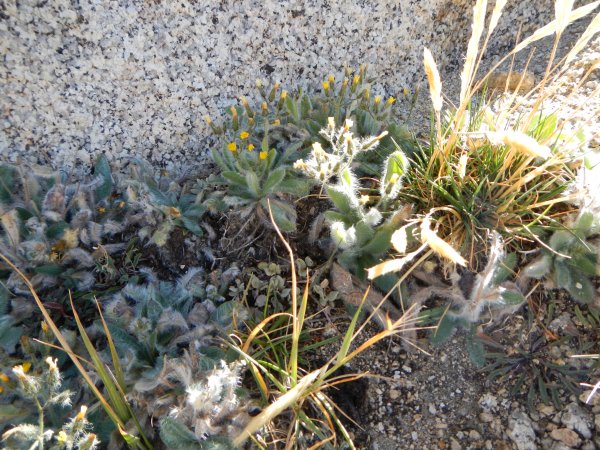 shaggy hawkweed