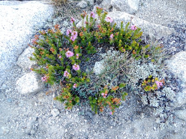 red heather and oval leafed eriogonum