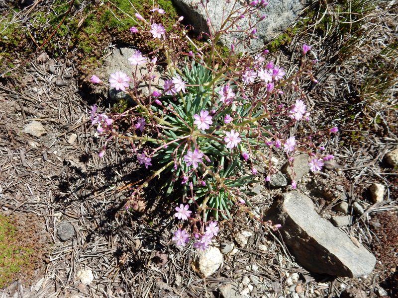 Lewisia leeana