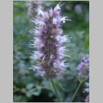 horsemint01.jpg