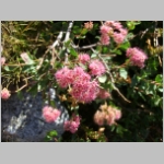 spiraea.mountain01.jpg