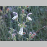 penstemon.gaping01.jpg