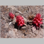 snowplant01.jpg