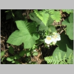 thimbleberry01.jpg