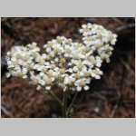 yarrow02.jpg