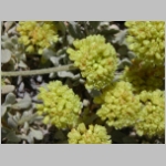 eriogonum.oval-leaf02.jpg