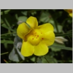 monkeyflower.common01.jpg