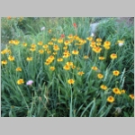 sneezeweed.bigelow03.jpg